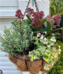 Plants | Hanging Baskets