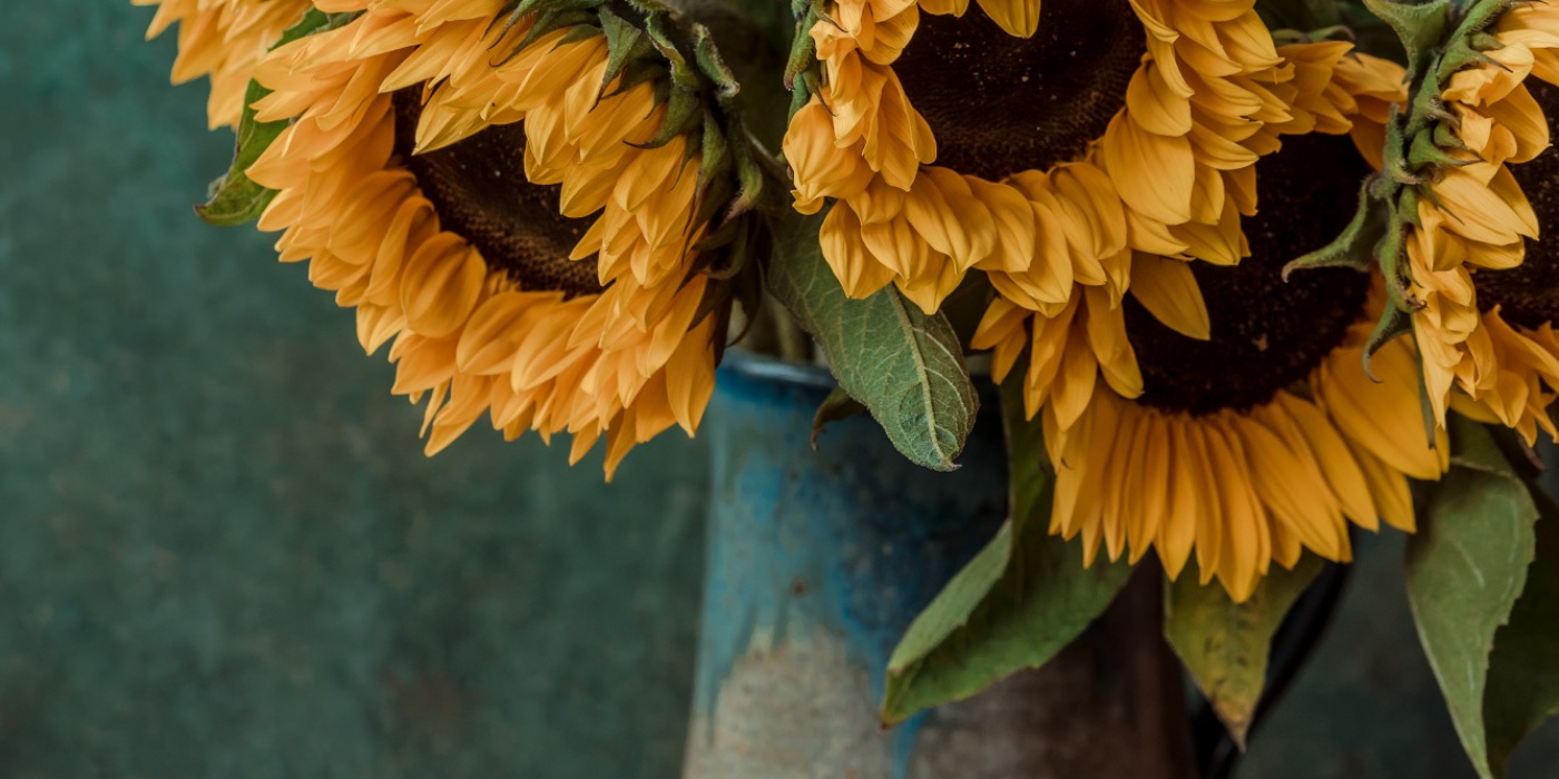 Mud Flowers | Bolton | Home