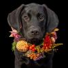 Doggy floral weddin collar