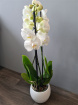 Bouquets | Christmas Flowers | Mother's Day | Valentines Day Flowers | Orchid plant