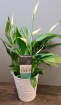 Bouquets | Mother's Day | Peace Lily Plant In Ceramic Pot