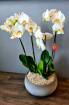 Bouquets | Christmas Flowers | Mother's Day | Valentines Day Flowers | Luxury Orchid Arrangement