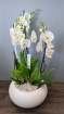 Bouquets | Christmas Flowers | Mother's Day | Valentines Day Flowers | Luxury Orchid Arrangement