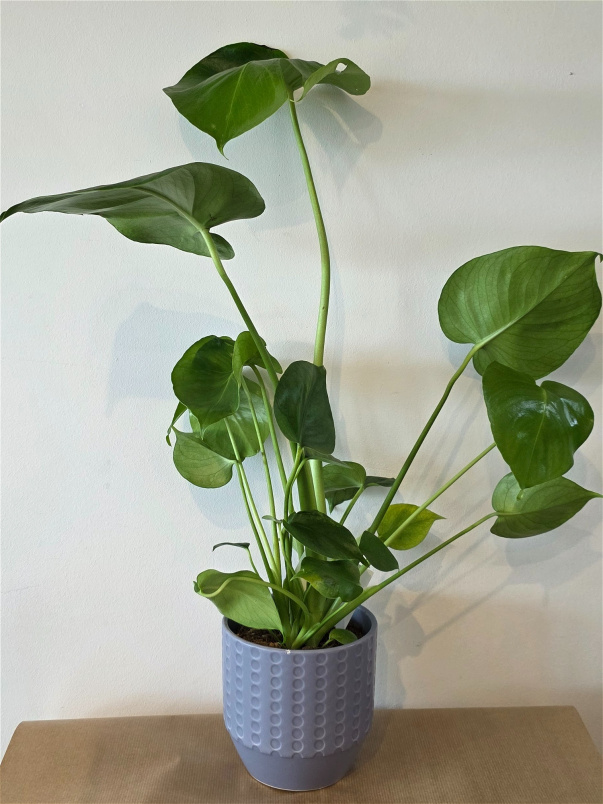 Bouquets | Monstera Plant in Ceramic Pot