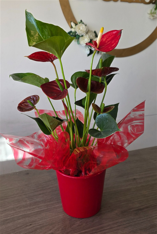Bouquets | Christmas Flowers | Anthirium Plant in Ceramic Pot