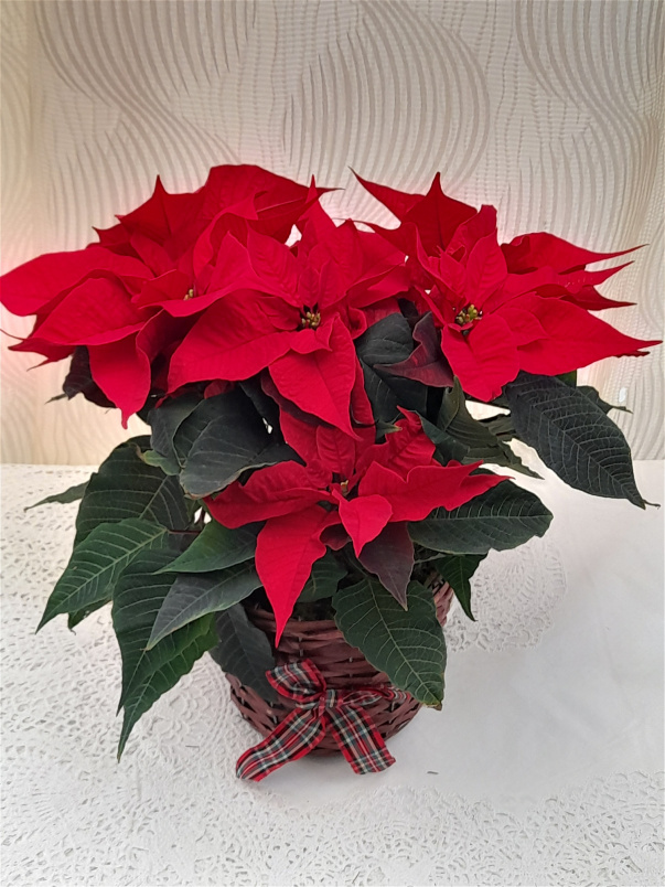 Christmas | Christmas Arrangements | Red Poinsettia Plant
