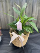 Bouquets | Mother's Day | Upsell gifts | Peace lily plant