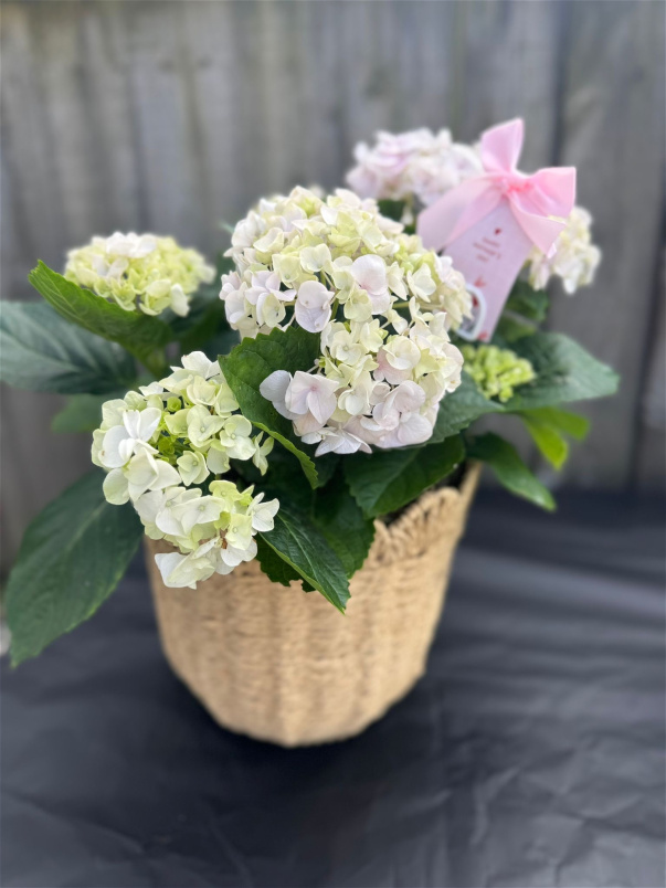 Bouquets | Mother's Day | Upsell gifts | Large hydrangea plant