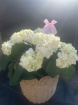 Bouquets | Mother's Day | Upsell gifts | Large hydrangea plant