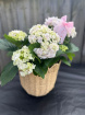 Bouquets | Mother's Day | Upsell gifts | Large hydrangea plant