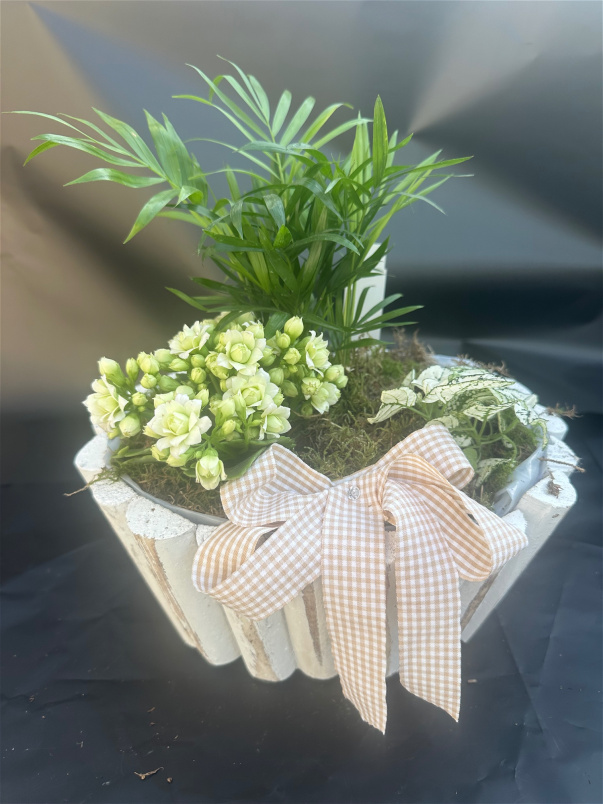 Bouquets | Mother's Day | Mixed planters wooden pot