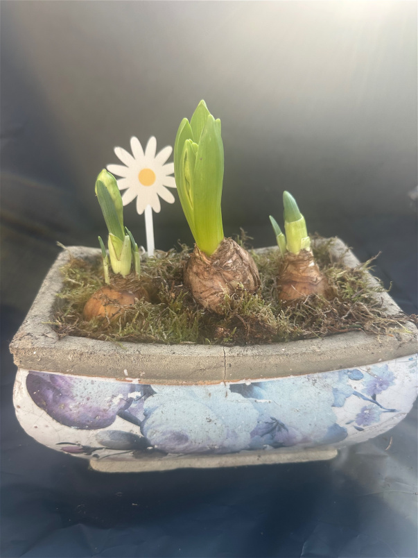 Bouquets | Mother's Day | Antique container of bulbs