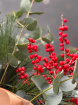 Bouquets | Christmas | Festive foliage
