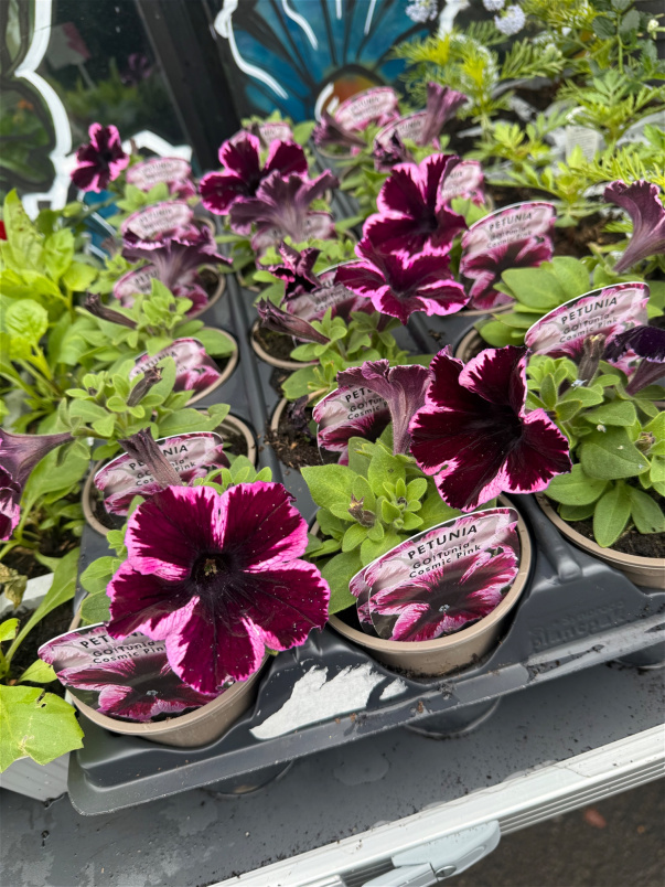 Plants | Trailing petunia
