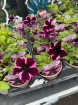 Plants | Trailing petunia