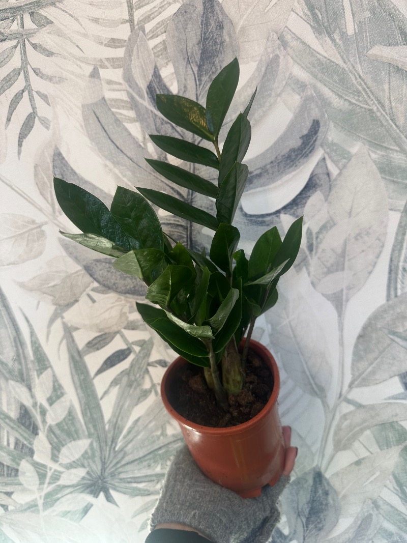 Blooming lush | Whitley bay | Home