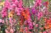 The Flower Shop Ardee | Ardee  | Best flowers for Hayfever sufferers