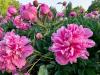 The Flower Shop Ardee | Ardee  | Best flowers for Hayfever sufferers