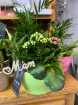 Mother's Day | Mam Plant