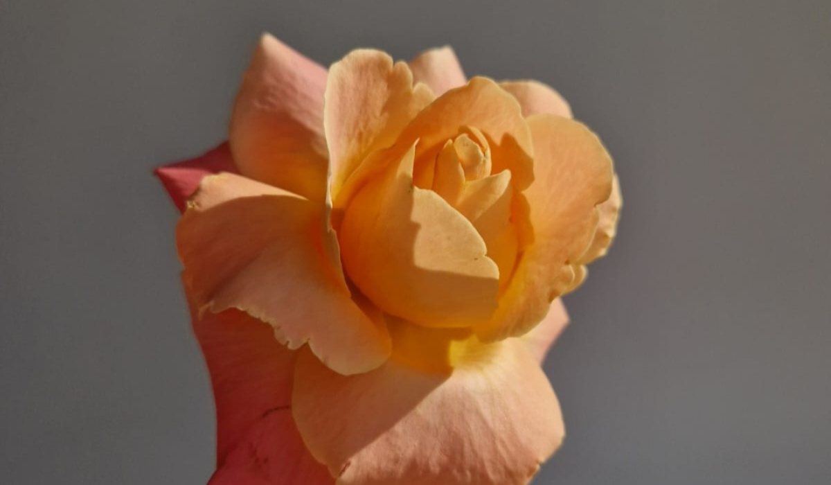 Lavender Moon Florist | Portsmouth | Home