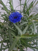 Plants | Teachers Gifts | variety of plants instore only
