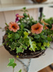 Plants | Teachers Gifts | variety of plants instore only