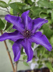 Plants | Teachers Gifts | variety of plants instore only