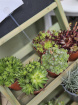 Plants | Teachers Gifts | variety of plants instore only