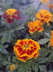 Plants | Teachers Gifts | variety of plants instore only
