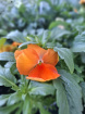 Plants | Teachers Gifts | variety of plants instore only