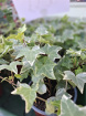 Plants | Teachers Gifts | variety of plants instore only