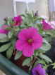 Plants | Teachers Gifts | variety of plants instore only