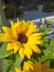 Plants | Teachers Gifts | variety of plants instore only