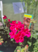 Plants | Teachers Gifts | variety of plants instore only