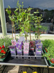Plants | Teachers Gifts | variety of plants instore only