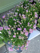 Plants | Teachers Gifts | variety of plants instore only