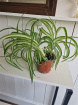 Plants | Teachers Gifts | variety of plants instore only