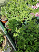 Plants | Teachers Gifts | variety of plants instore only
