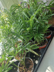 Plants | Teachers Gifts | variety of plants instore only
