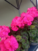 Plants | Teachers Gifts | variety of plants instore only