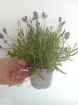 Plants | Teachers Gifts | variety of plants instore only
