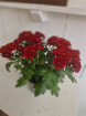 Plants | Teachers Gifts | variety of plants instore only