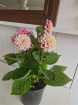 Plants | Teachers Gifts | variety of plants instore only