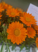 Plants | Teachers Gifts | variety of plants instore only