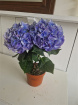 Plants | Teachers Gifts | variety of plants instore only