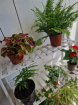 Plants | Teachers Gifts | variety of plants instore only