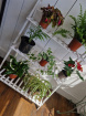 Plants | Teachers Gifts | variety of plants instore only