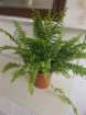 Plants | Teachers Gifts | variety of plants instore only