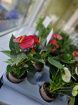 Plants | Teachers Gifts | variety of plants instore only