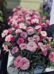 Plants | Teachers Gifts | variety of plants instore only